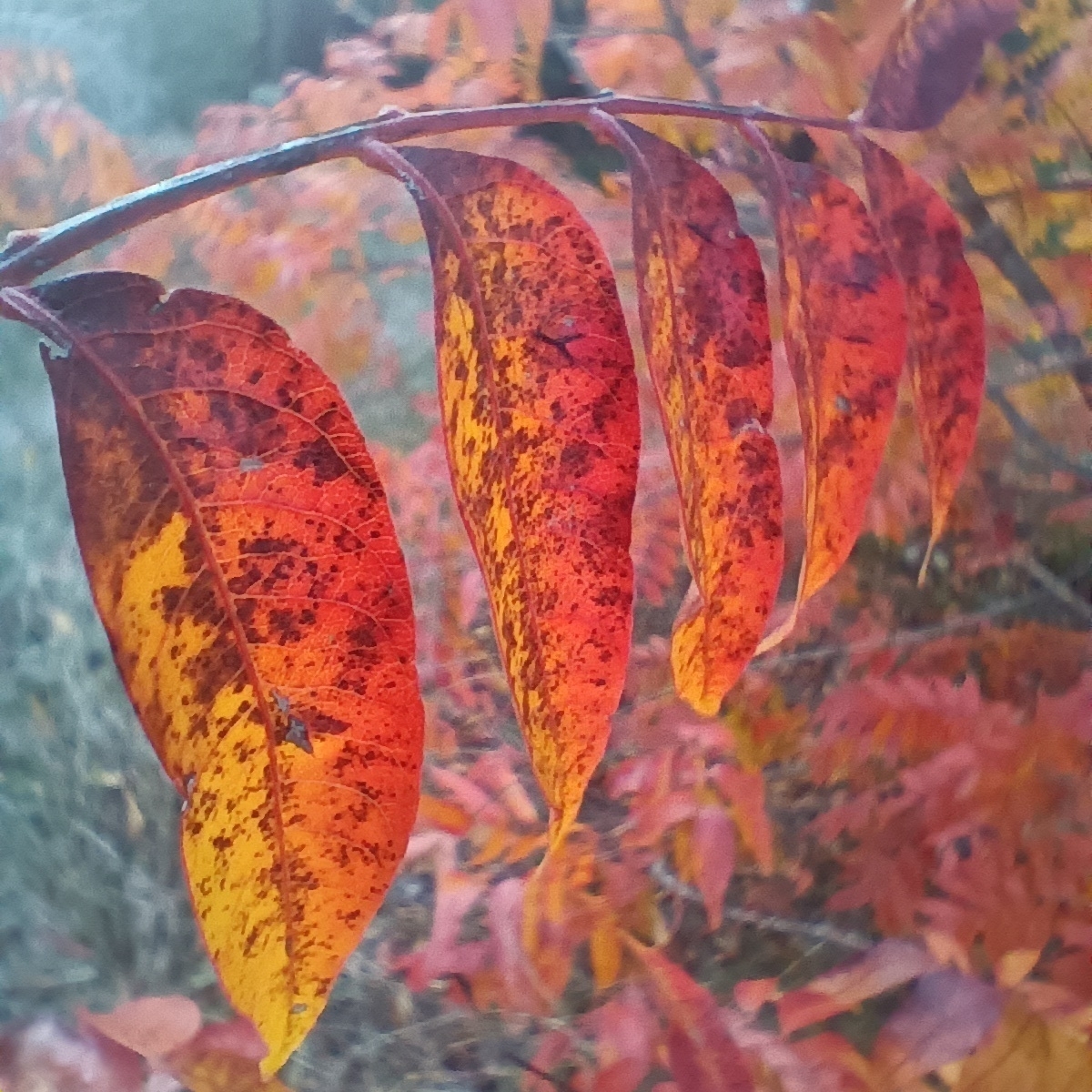 Close up photo of red leaves.