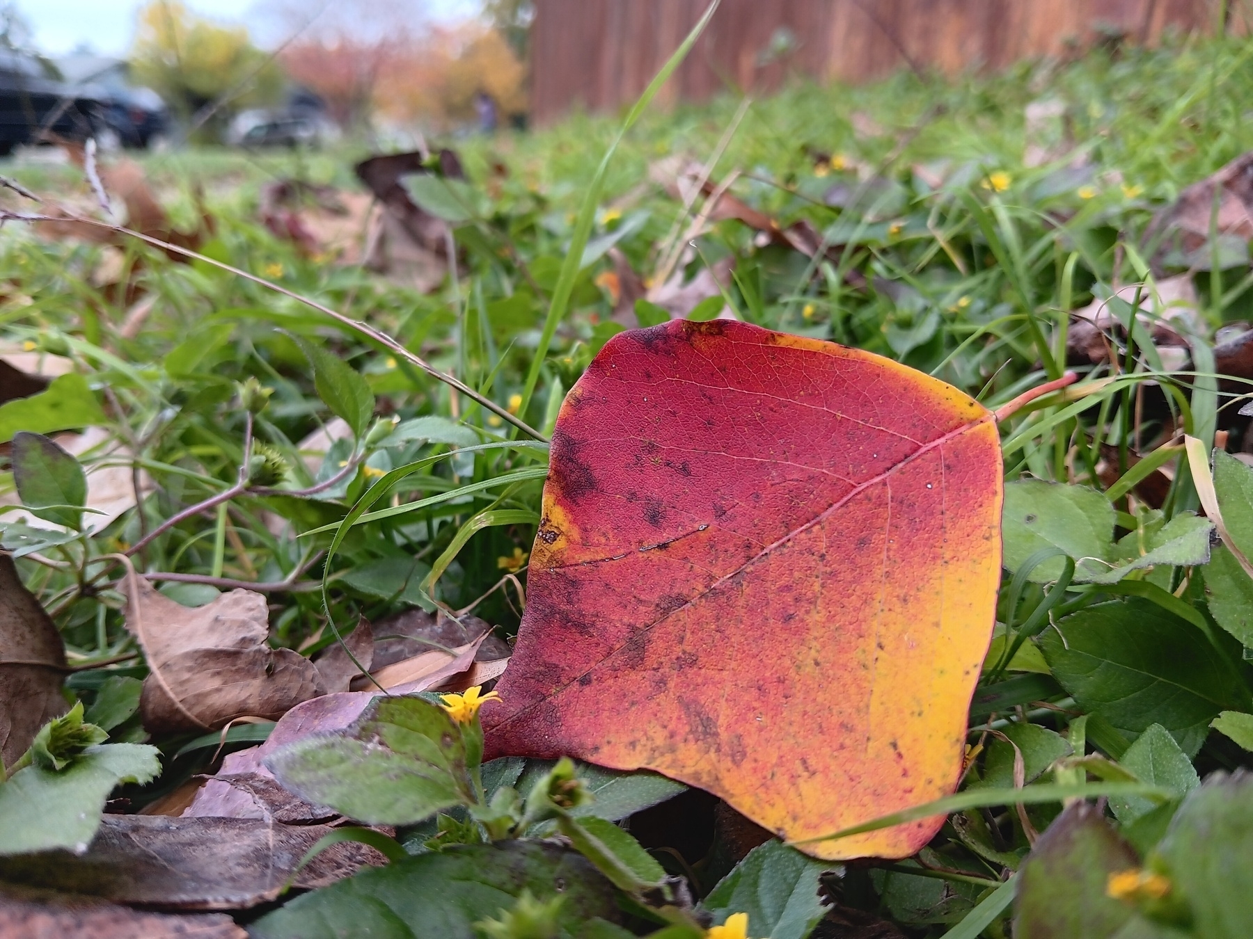 Close up of red leaf along a sidewalk.