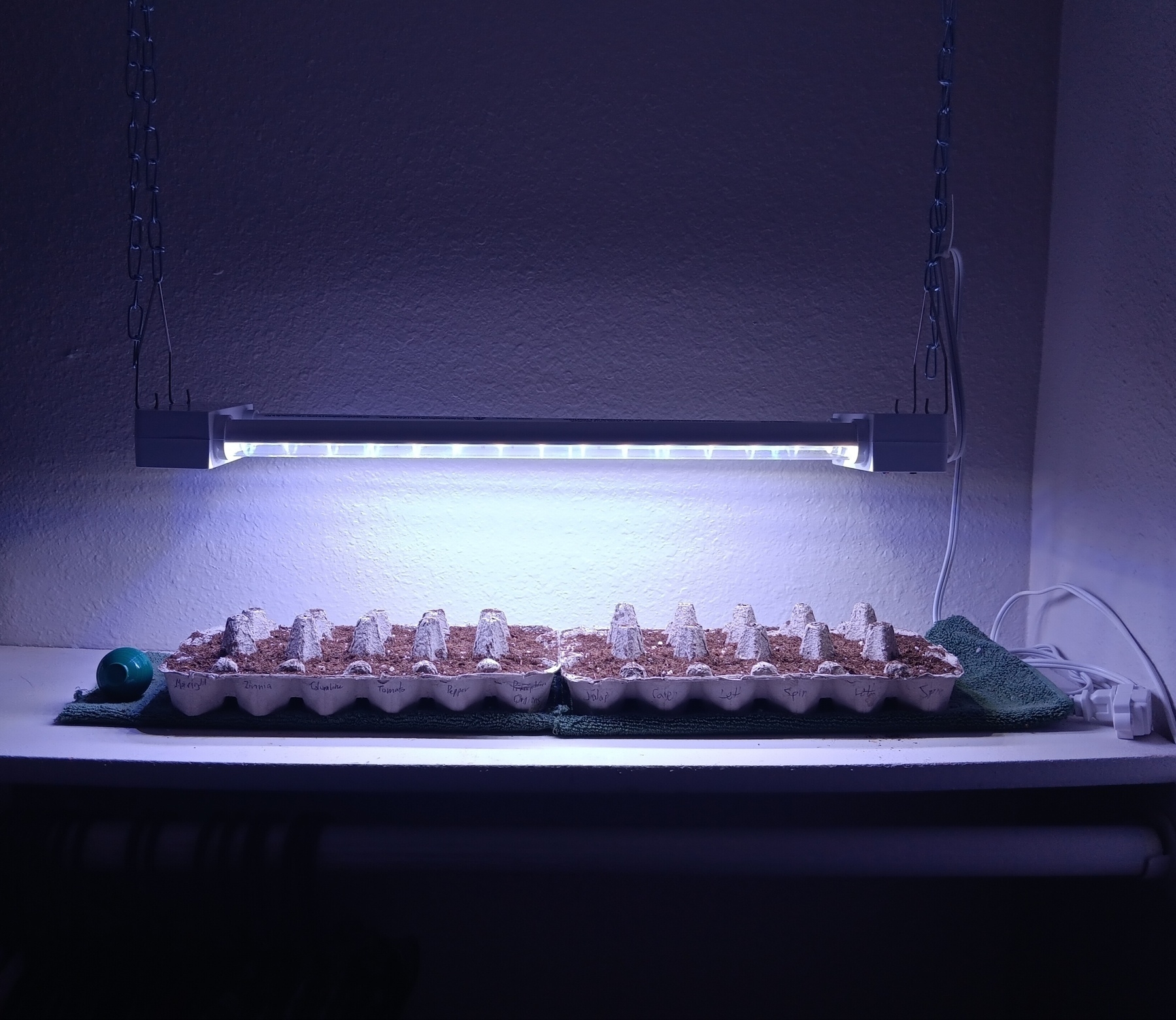 Seedlings under a grow light in a closet. 